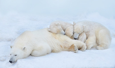 polar bear with cubs sleeping in the snow