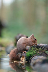 Red squirrel on mossy edge of pond in forest.