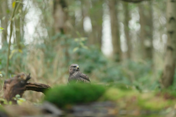 Common buzzard on mossy forest ground eating its prey.