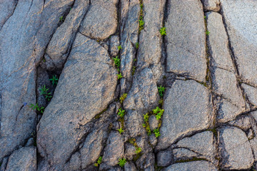 Texture of the stone. Grass grows out of stone. Plant grows through the rock. Background of natural stone. Concept - power plants. Texture of the northern cliffs. Nature. Grass. Vegetable world