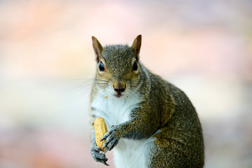 Grauhörnchen in Florida