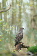 Buzzard sits on tree stump in forest. Side view.
