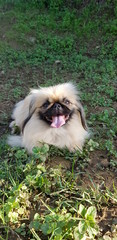 Pekines imperial II