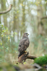 Buzzard sits on tree stump in forest. Side view.