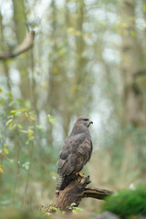 Buzzard sits on tree stump in forest. Side view.