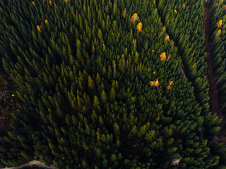 Top down aerial view of the pine forest and mountain road, yellow fields and trees. Mountain meadow. sunset, nature of Carpathian, Ukraine, Europe
