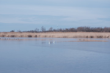  beautiful swan lake and blue sky