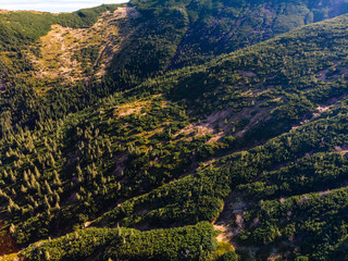 Aerial view of the Carpathian mountains, hiking trail to the peak of Pop Ivan, Mount Smotrych. alpine vegetation, blueberries and coniferous forests. Dzembronya, Ukraine
