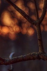 Trees and plant
