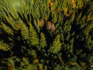 Aerial view of the beautiful autumn forest at sunset, green pine trees. Colorful landscape with...