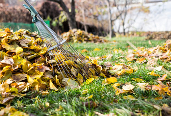 raking leaves with fan rake from the lawn
