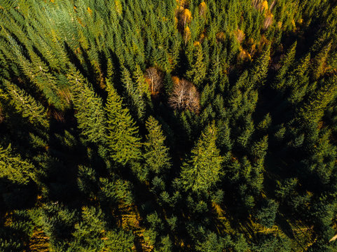 Aerial view of the beautiful autumn forest at sunset, green pine trees. Colorful landscape with mountains and hills, natural forest reserve, national park © Sergey