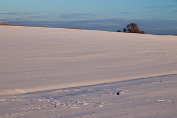 Landscapes, trees, forests