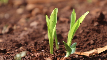 Corn seedlings with sunlight Thailand                              