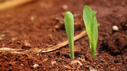 Corn seedlings with sunlight Thailand                              