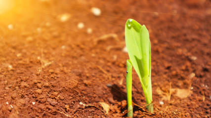 Corn seedlings with sunlight Thailand                              