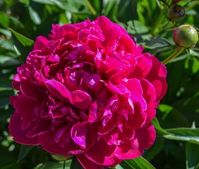 Red peonies close-up. Beautiful flowers for a bouquet.