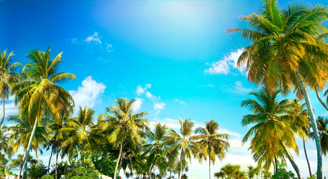 Beautiful tropical palm trees against blue sky with white clouds. Natural background with copy space.