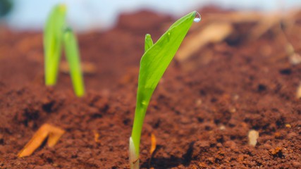 Corn seedlings with sunlight Thailand                              