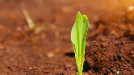 Corn seedlings with sunlight Thailand                              