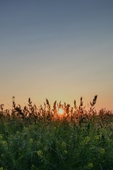 Sunrise over the field