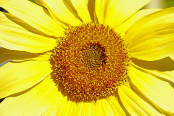 Obraz premium Sonnenblume, Blume, Blüte, Deutschland, Europa