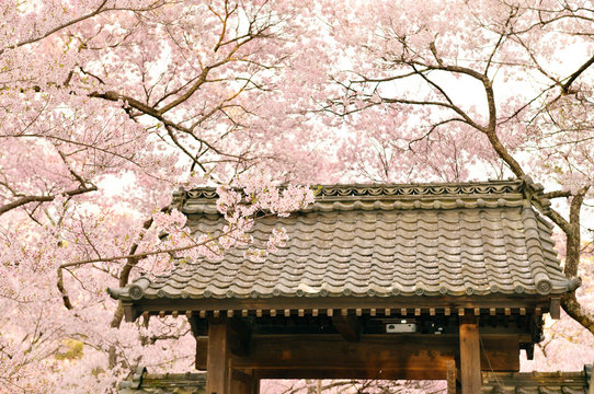 高遠城址公園桜images Browse 593 Stock Photos Vectors And Video Adobe Stock 高遠城址公園桜images Browse 593 Stock Photos Vectors And Video Adobe Stock