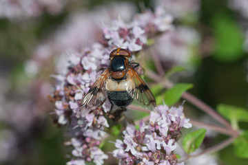 Gemeine Waldschwebfliege  (Volucella pellucens)