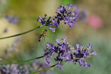 Honigbiene (apis mellifera) im Lavendel
