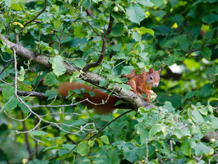 Eichhörnchen im Haselstrauch (sciurus vulgaris)