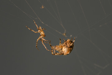 Gartenkreuzspinnen vor der Paarung (araneus diadematus)