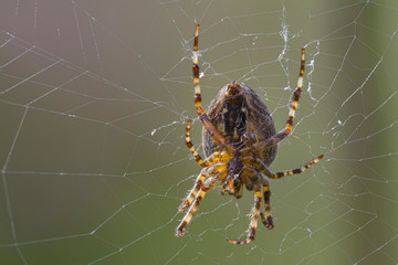 Gartenkreuzspinne (araneus diadematus)