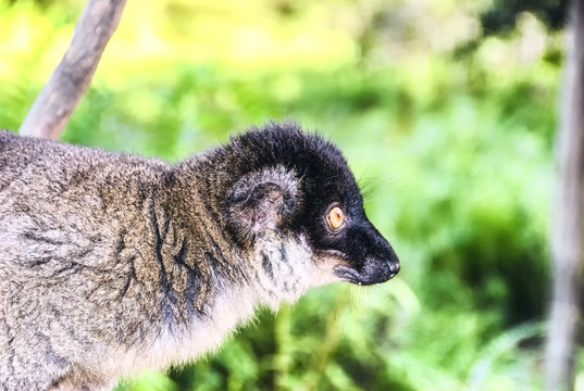 Red Fronted Brown Lemur