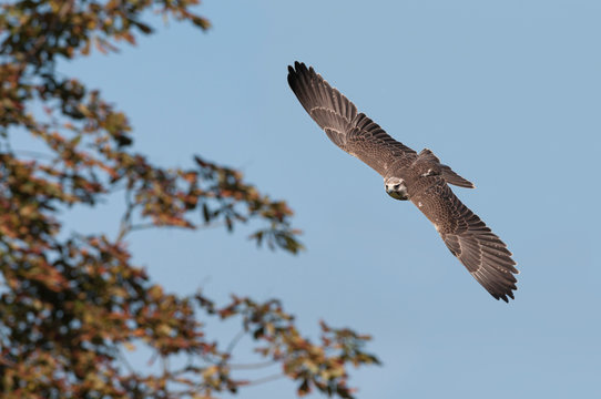Laggarfalke (falco jugger) im flug