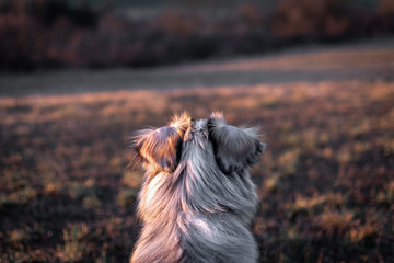 Dog australian shepherd running blue merle in nature 17