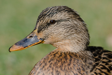 Stockente (anas platyrhynchos)