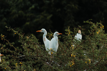 Closeup shot of the white heron in the tree