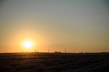 beautiful landscape of a lavender field at the sunset