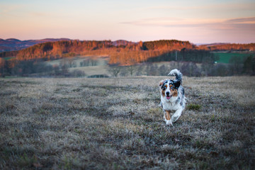 Dog australian shepherd running blue merle in nature 19