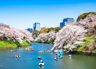 桜満開の皇居・千鳥ヶ淵