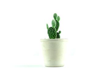 Cactus isolated on white background. front view.