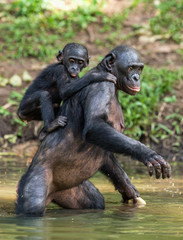 Bonobo standing on her legs in water with a cub on a back standing. The Bonobo ( Pan paniscus). Democratic Republic of Congo. Africa
