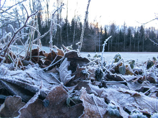 Frosty fallen maple leaves on ground on a November afternoon.