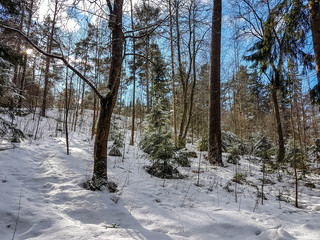 Snowy forest landscape with blue sky and white clouds.
