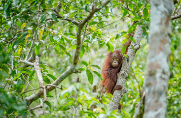 Baby orangutan (Pongo pygmaeus) in the wild nature. Natural habitat in Rainforest of Island Borneo. Indonesia.