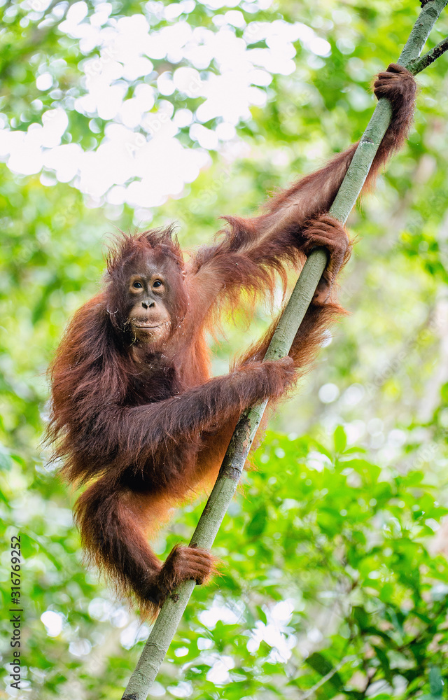 Poster Bornean orangutan (Pongo pygmaeus) on the tree. Wild nature. Central Bornean orangutan ( Pongo pygmaeus wurmbii ) in natural habitat. Tropical Rainforest of Borneo