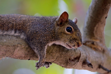 Grauhörnchen in Florida