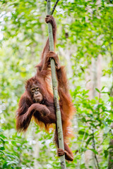 Bornean orangutan (Pongo pygmaeus) on the tree. Wild nature. Central Bornean orangutan ( Pongo pygmaeus wurmbii ) in natural habitat. Tropical Rainforest of Borneo - obrazy, fototapety, plakaty