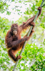 Bornean orangutan (Pongo pygmaeus) on the tree. Wild nature. Central Bornean orangutan ( Pongo pygmaeus wurmbii ) in natural habitat. Tropical Rainforest of Borneo