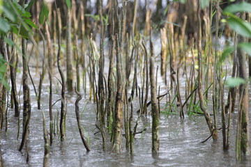 reeds in the water